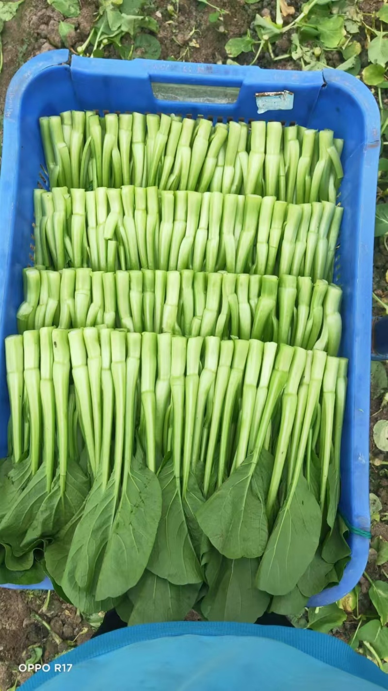 广东菜心