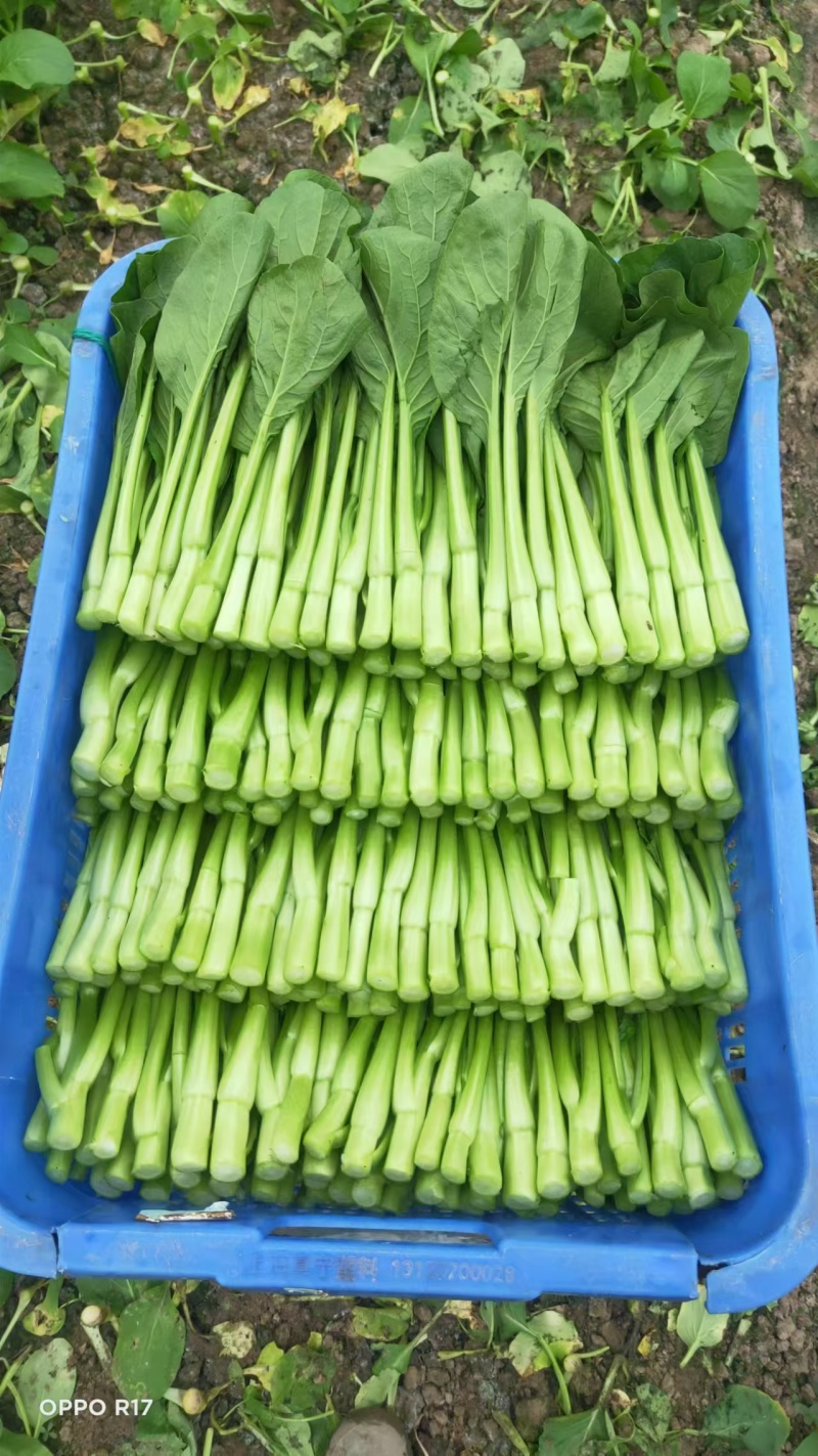 广东菜心