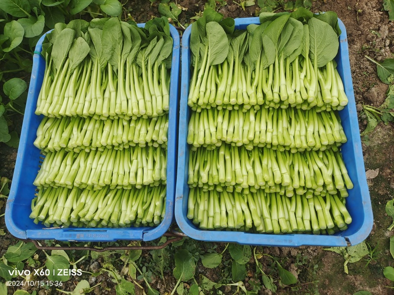 广东菜心