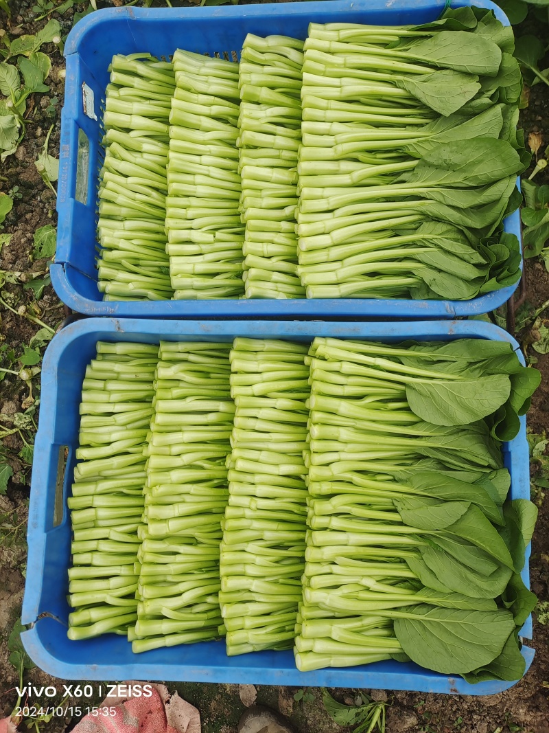 广东菜心