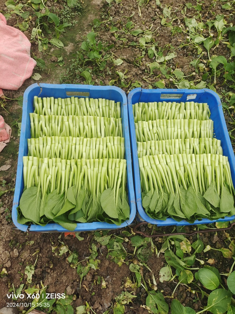 广东菜心