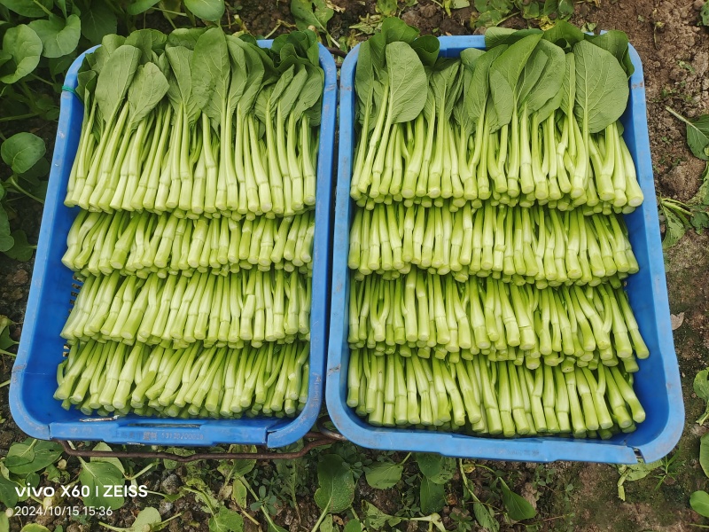广东菜心