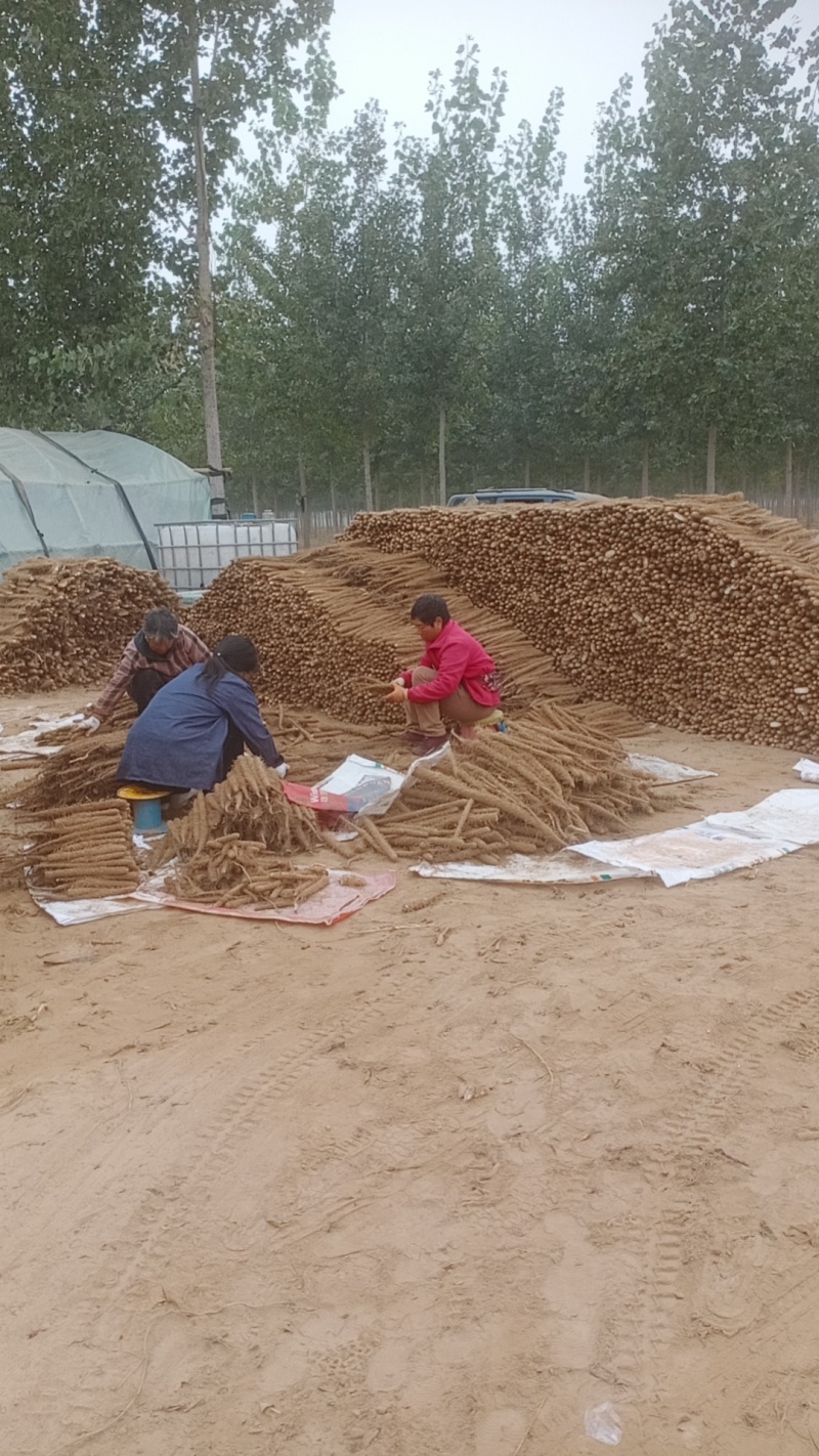 精品双棒山药/双棒二路/棒药/大量上市河南内黄产地直供