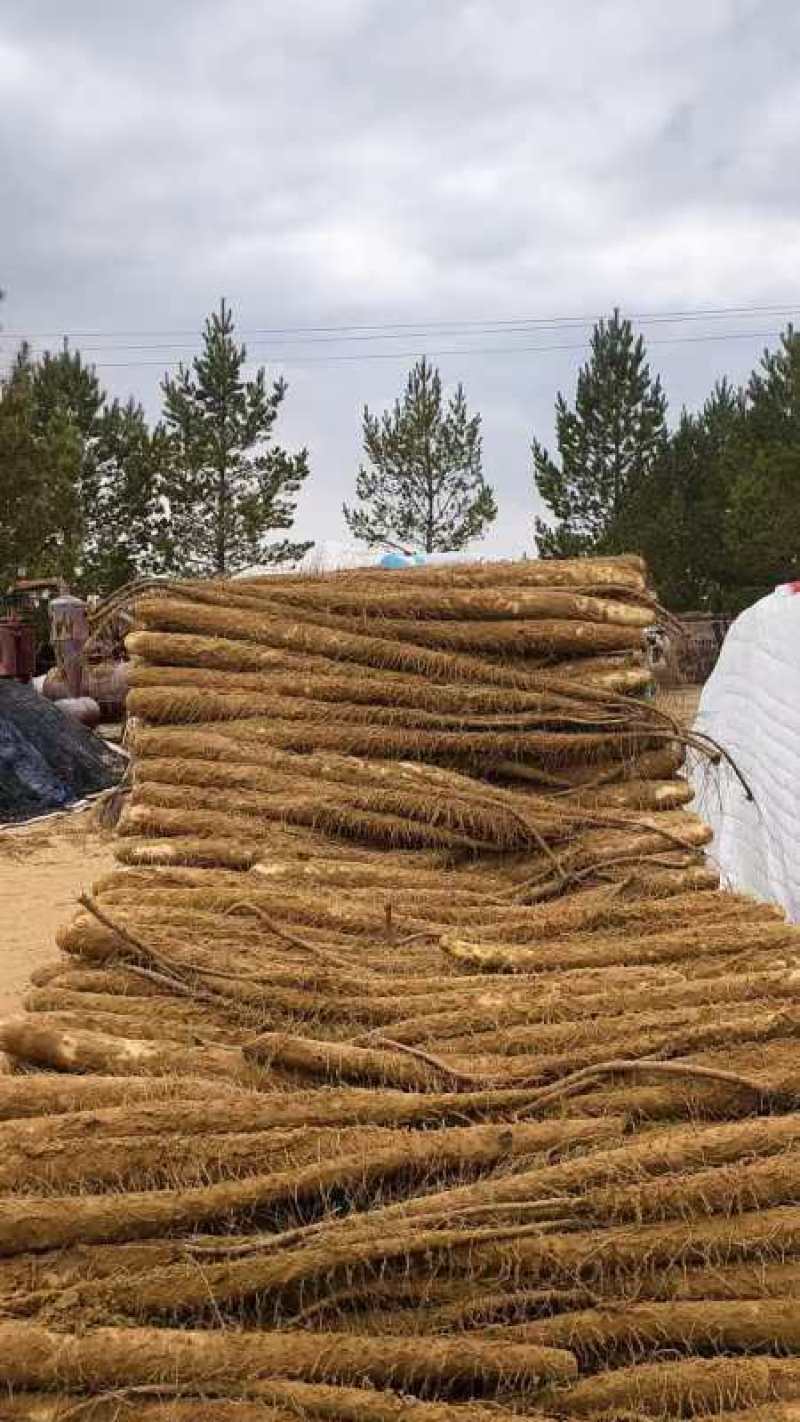榆林沙地白玉山药