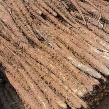 榆林沙地白玉山药