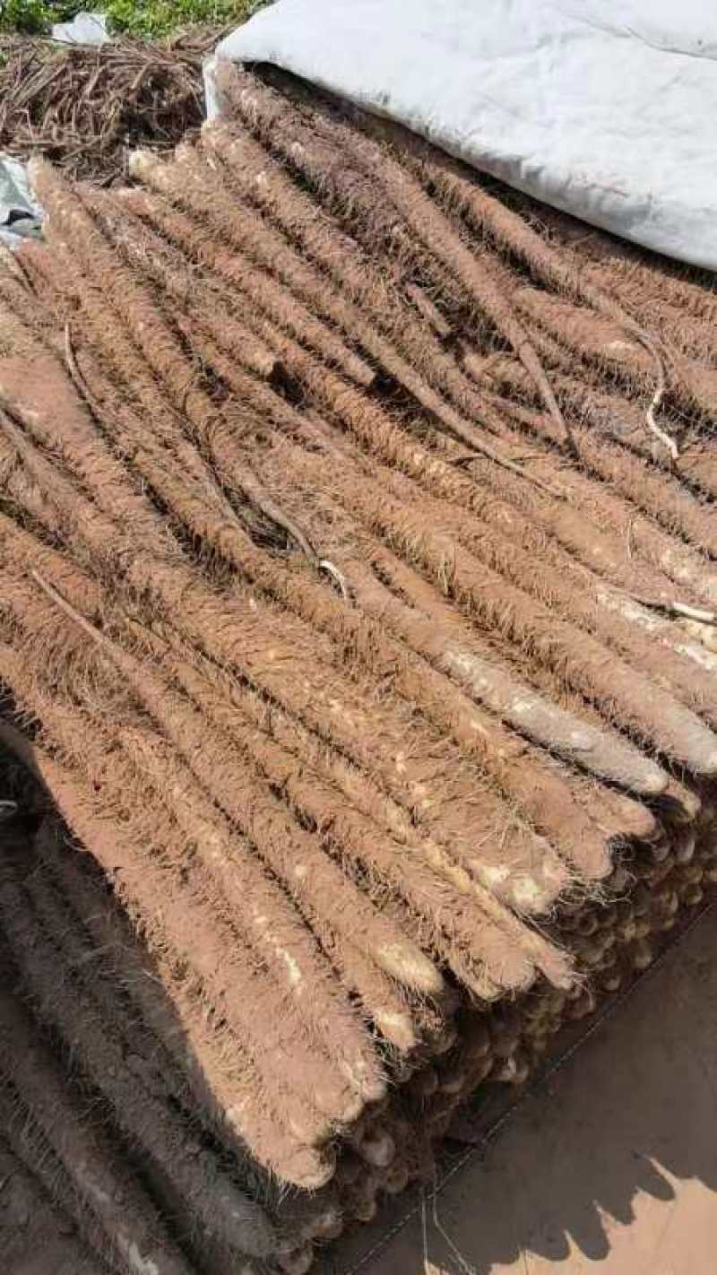 榆林沙地白玉山药