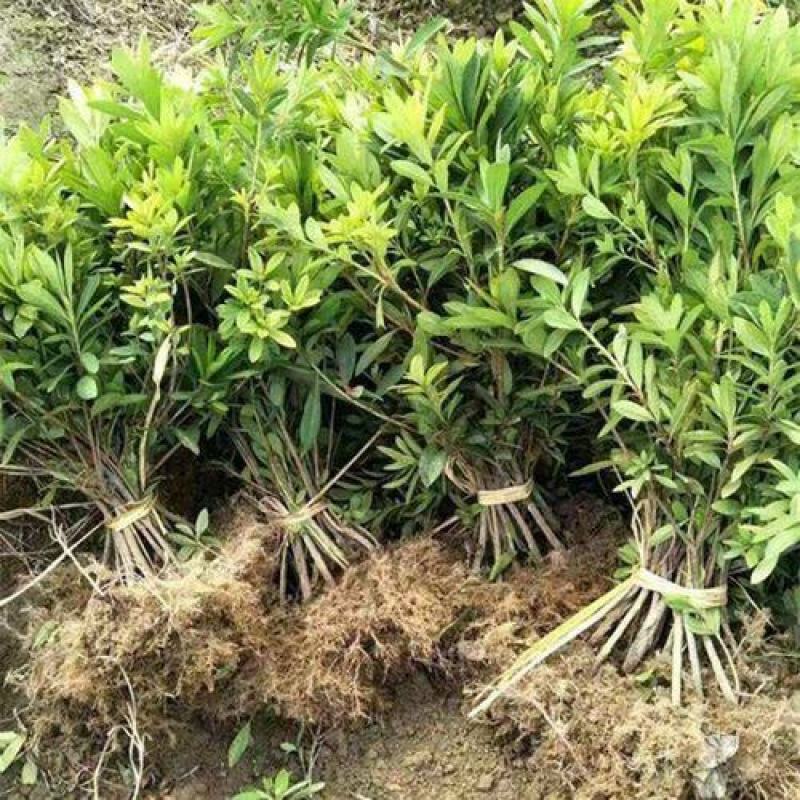 工程毛鹃小苗杯苗大量供应，欢迎电话咨询