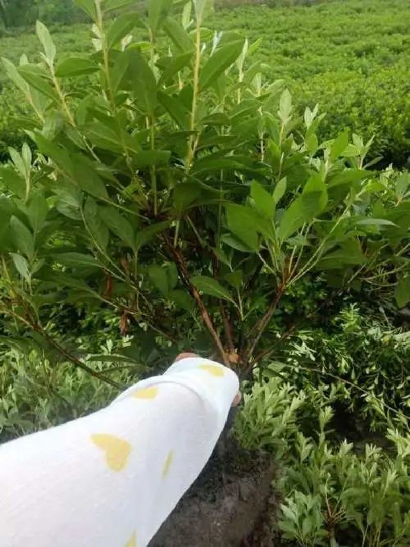 工程毛鹃小苗杯苗大量供应，欢迎电话咨询
