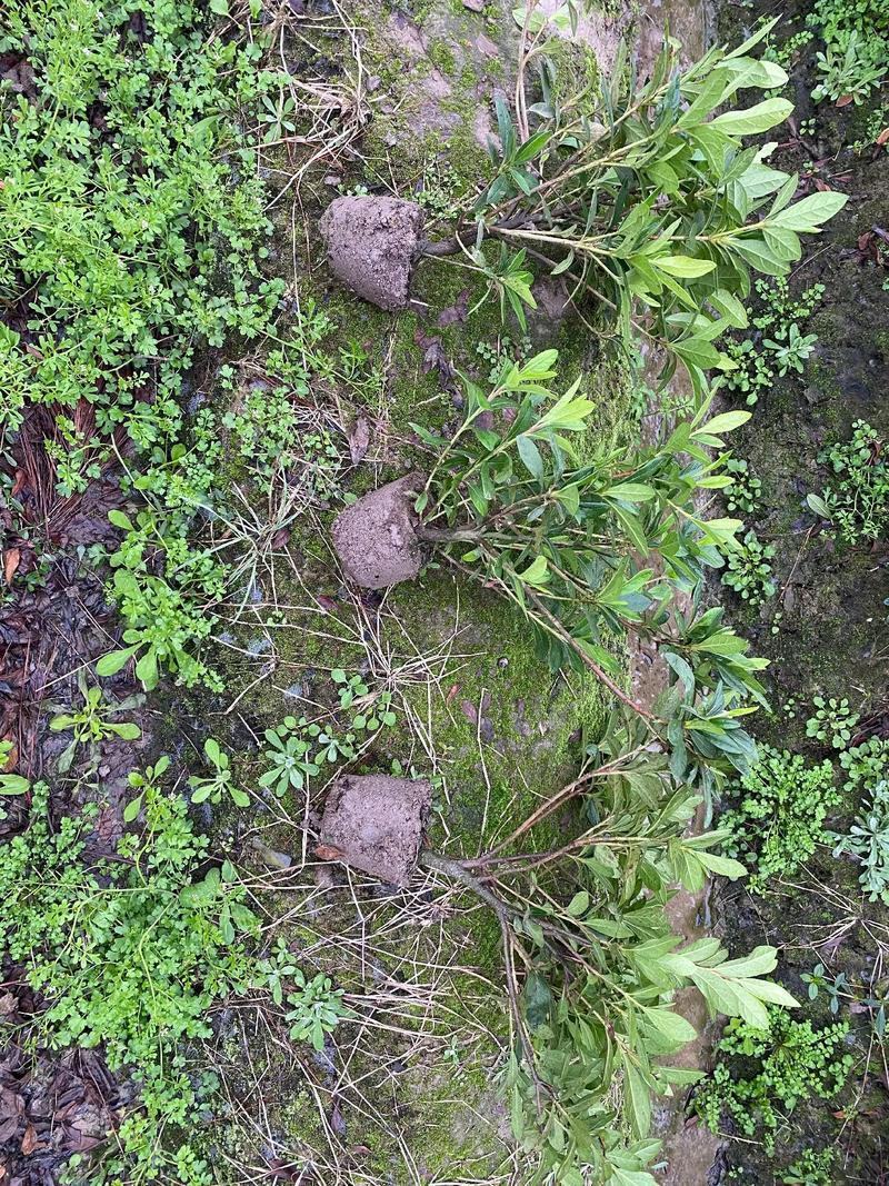 工程毛鹃小苗杯苗大量供应，欢迎电话咨询