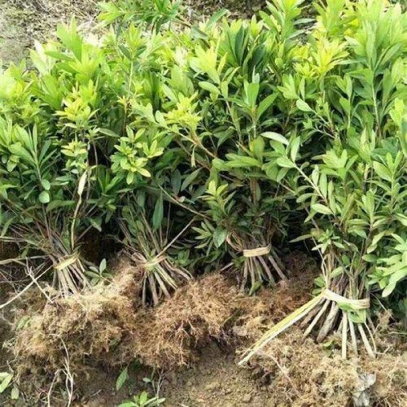 工程毛鹃小苗杯苗大量供应，欢迎电话咨询