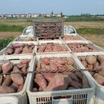 板栗薯