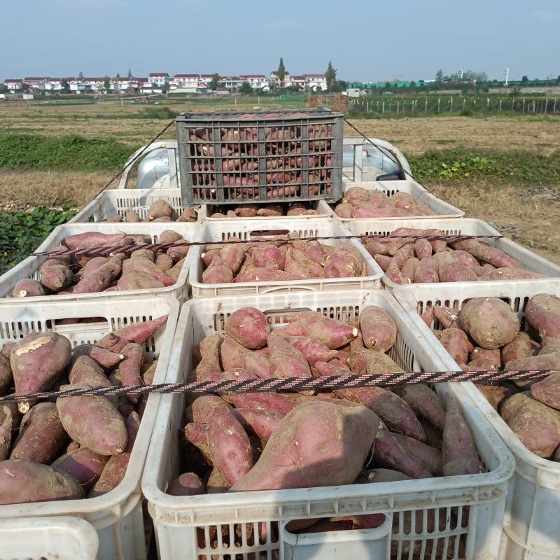 板栗薯