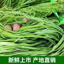 精品贡菜干苔原产地直供云南菜义门菜都有可现场看货视频看货