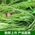 精品贡菜干苔原产地直供云南菜义门菜都有可现场看货视频看货