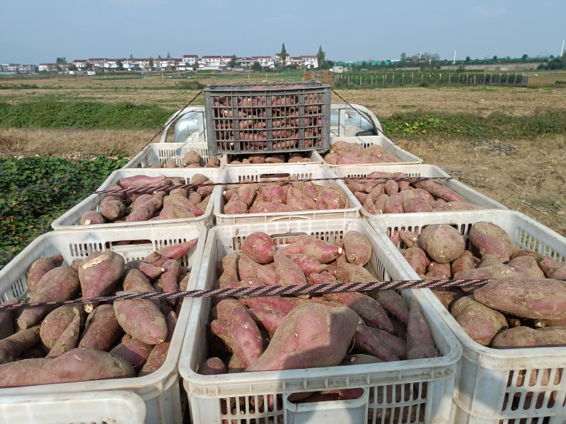 板栗薯