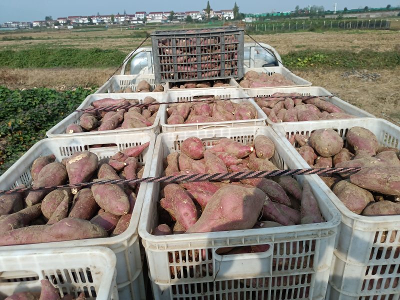板栗薯