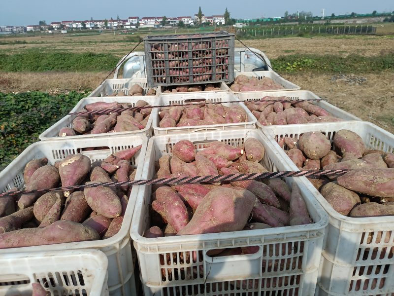 板栗薯