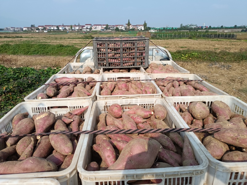 板栗薯