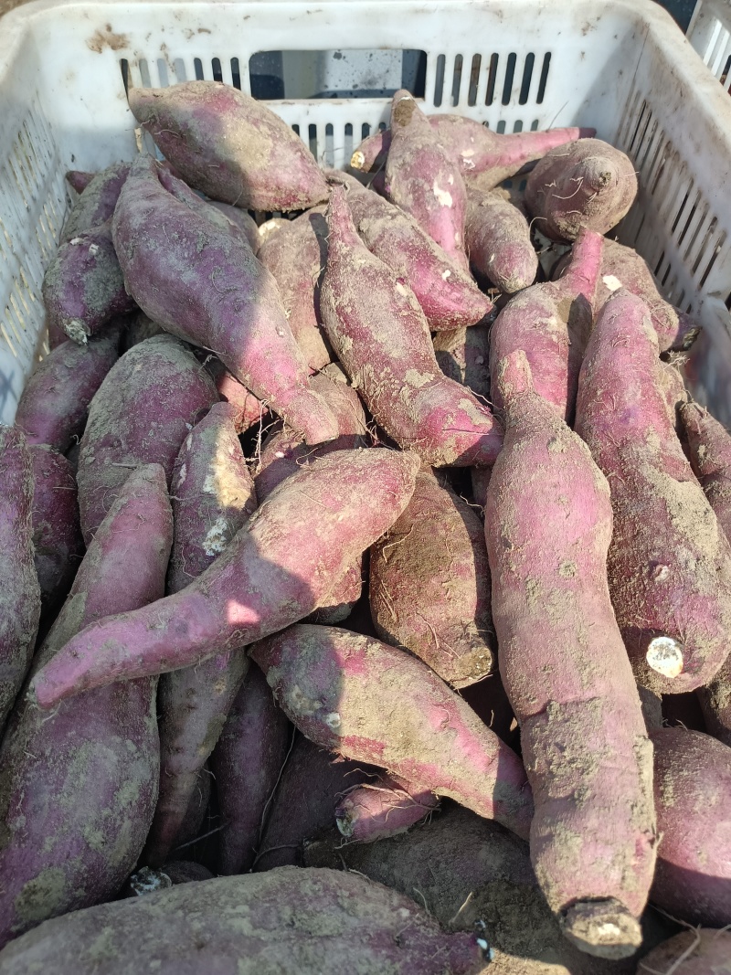 板栗薯