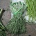 精品贡菜干苔原产地直供云南菜义门菜都有可现场看货视频看货