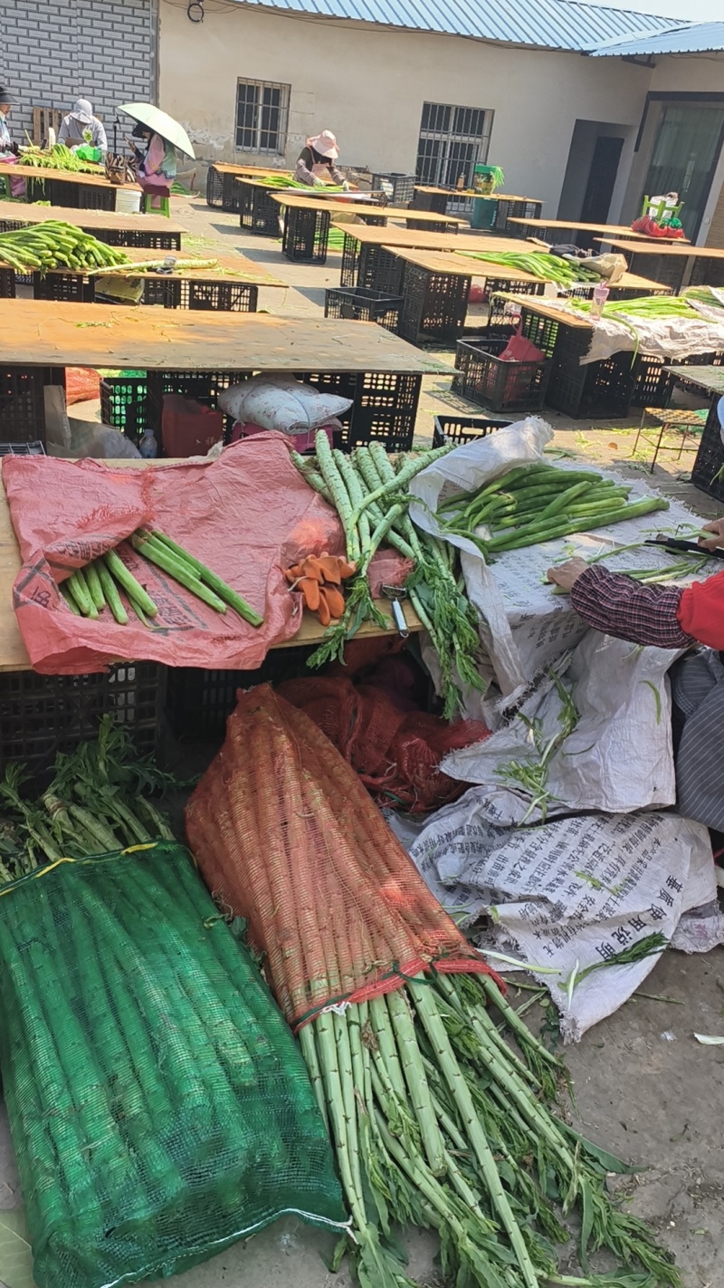 精品贡菜干苔原产地直供云南菜义门菜都有可现场看货视频看货