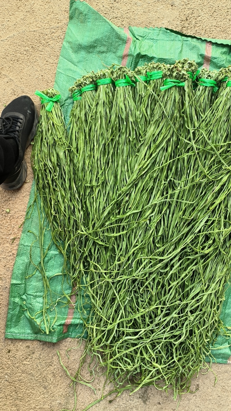 精品贡菜干苔原产地直供云南菜义门菜都有可现场看货视频看货
