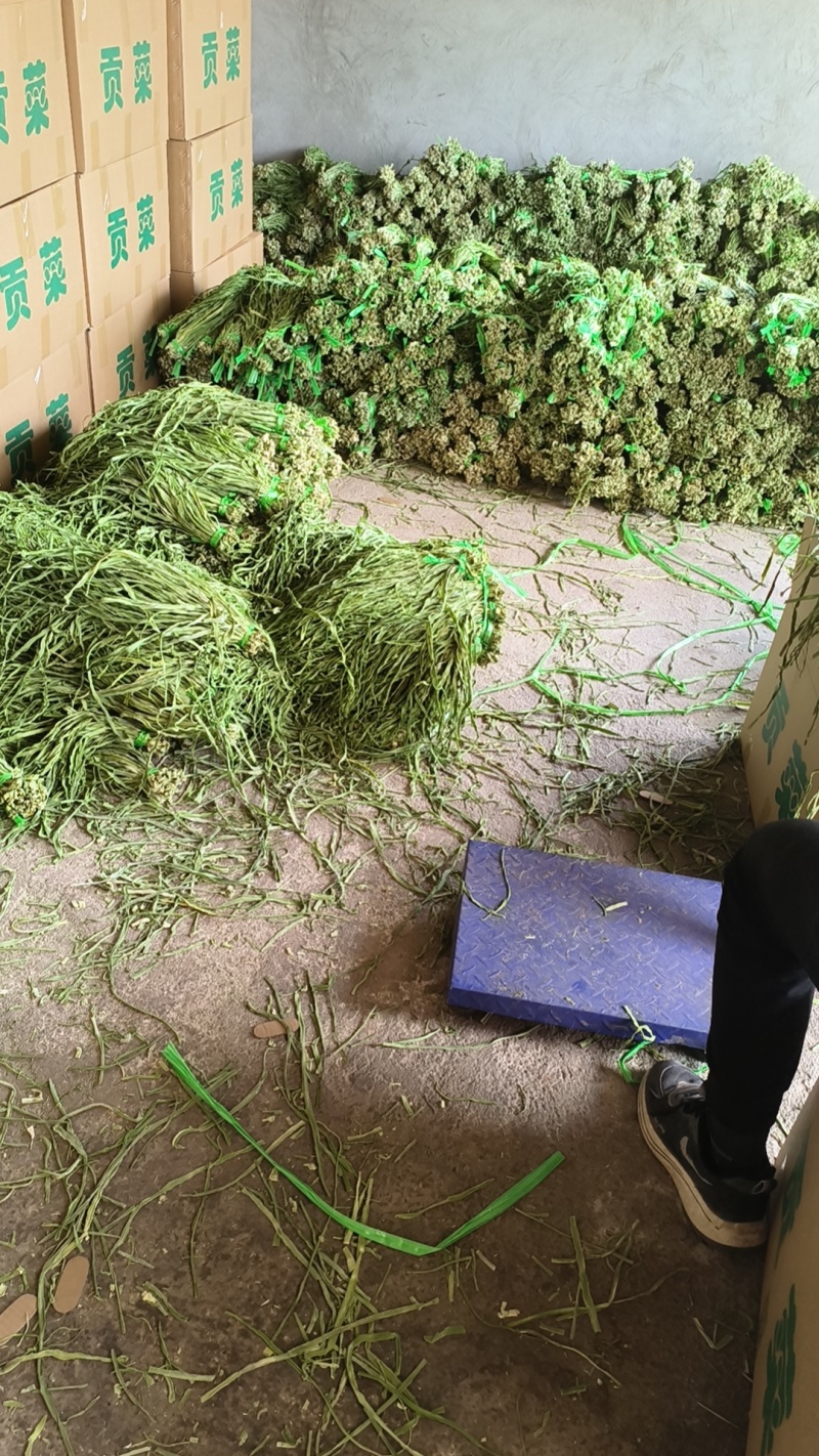 精品贡菜干苔原产地直供云南菜义门菜都有可现场看货视频看货