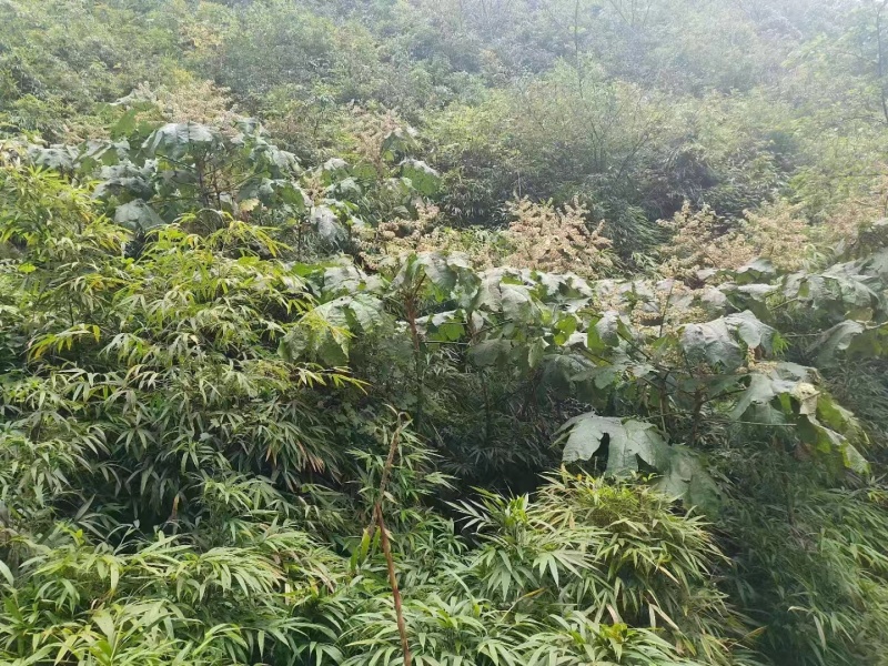 大通草苗
