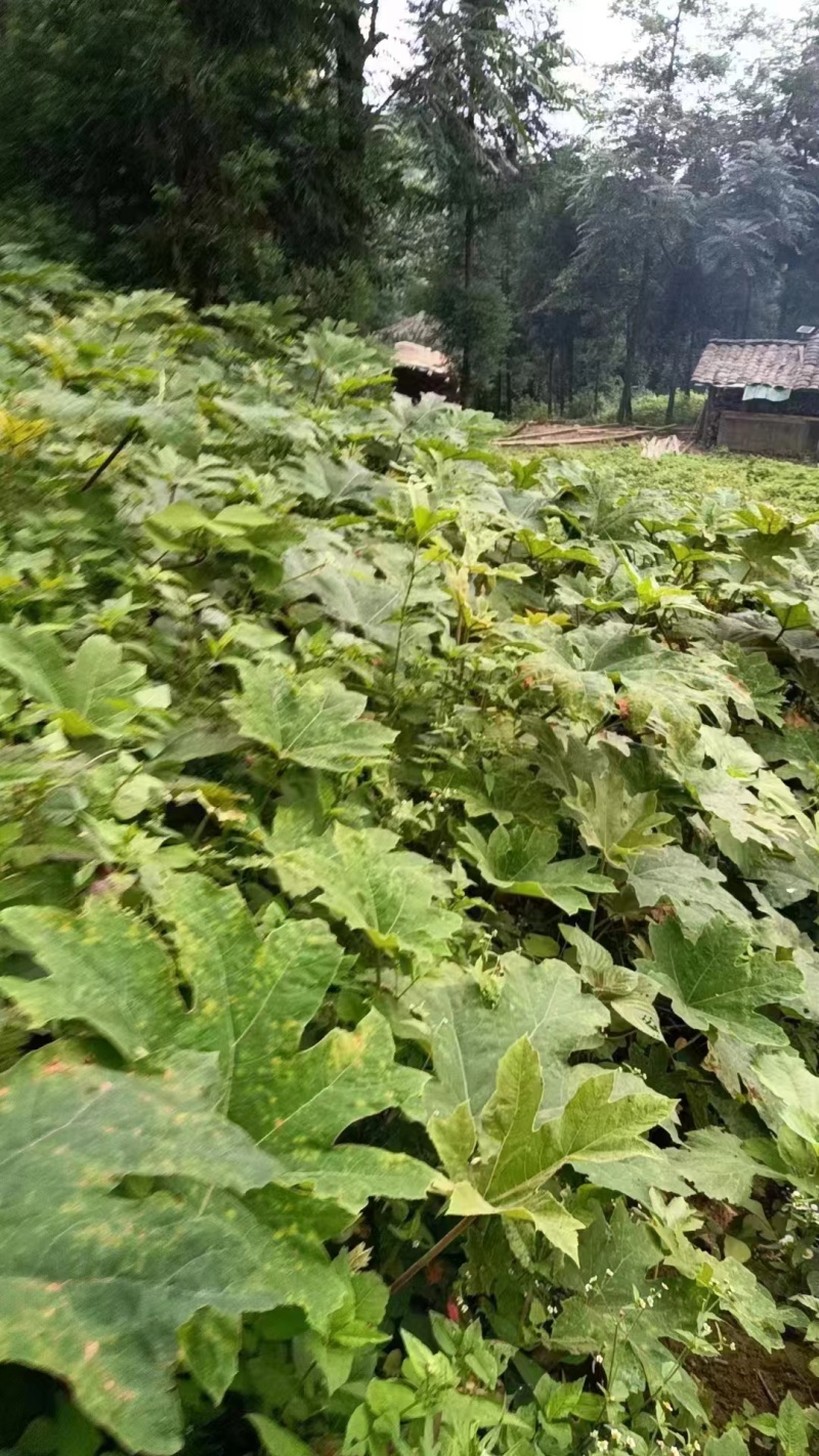 大通草苗