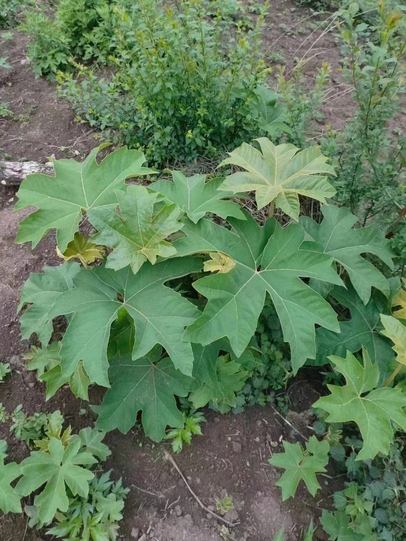 大通草苗