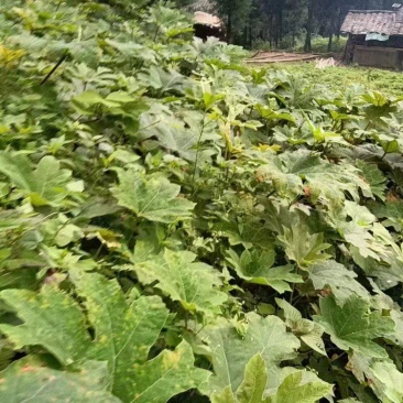 大通草苗