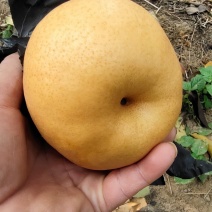 晚秋黄梨