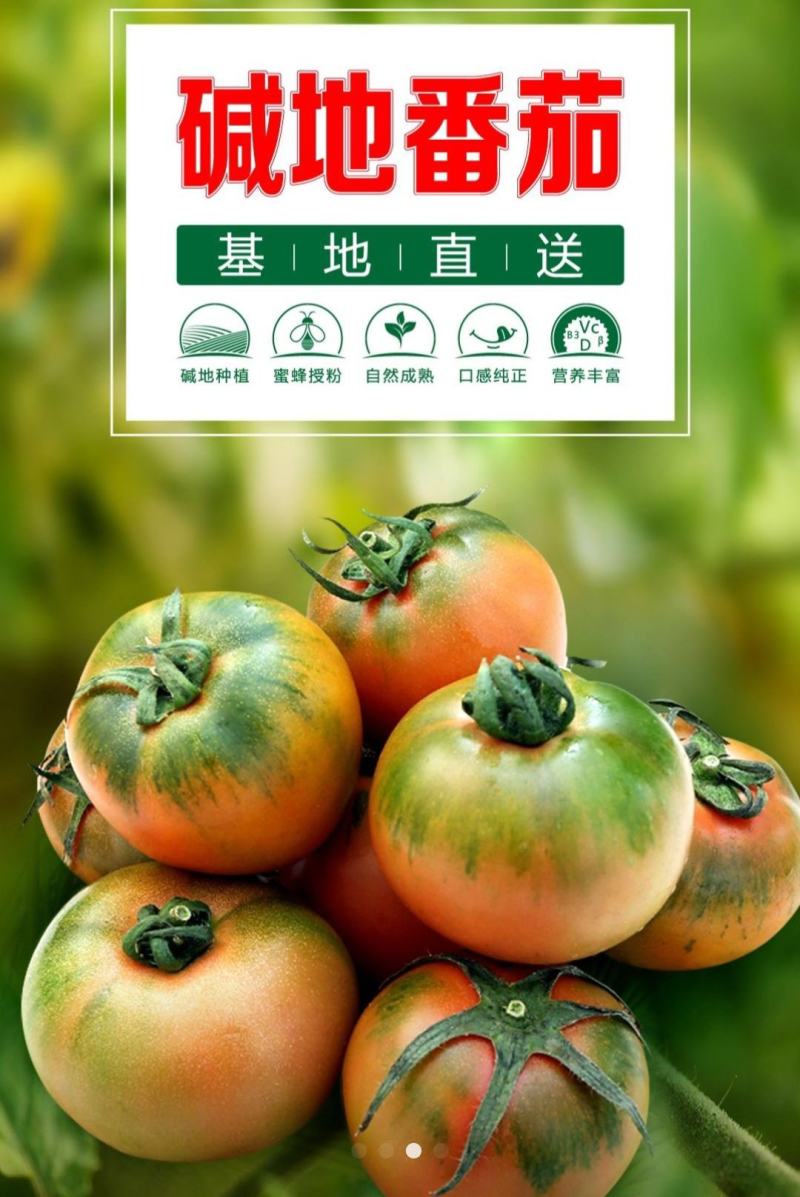【铁皮西红柿】辽宁盘锦西红柿自家园子现摘现发按需分拣打包