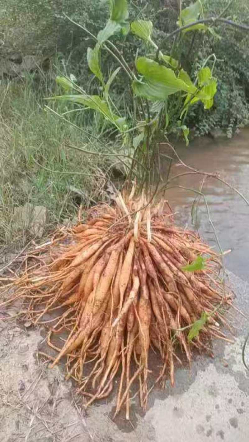 百步