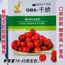 千娇千禧番茄种子圣女果樱桃番茄种子水果西红柿种子甜度高
