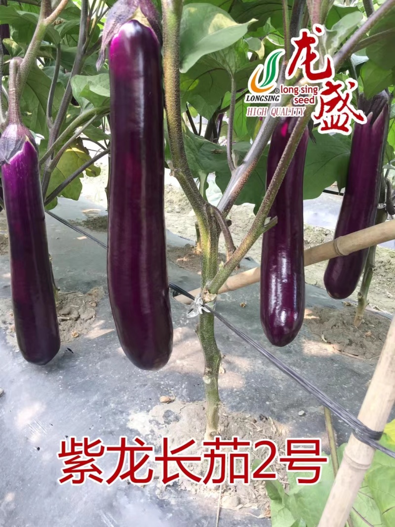 热销紫龙长茄2号紫红长茄种子长条顺直高产春秋季紫红色茄子