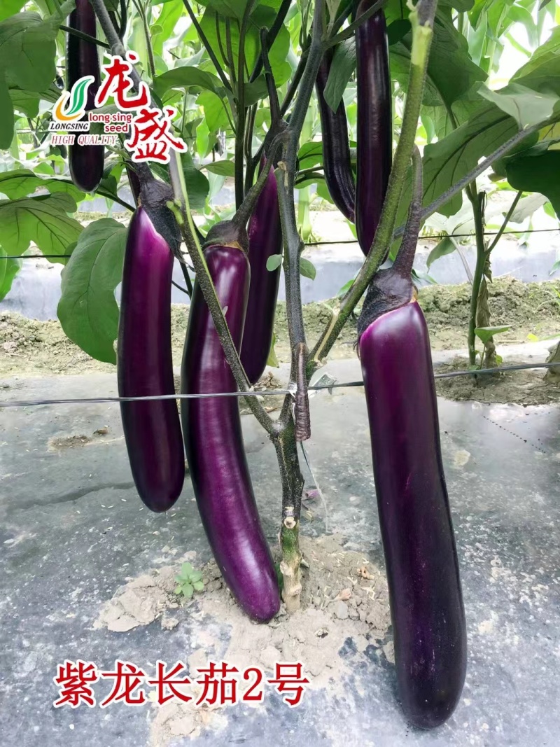 热销紫龙长茄2号紫红长茄种子长条顺直高产春秋季紫红色茄子