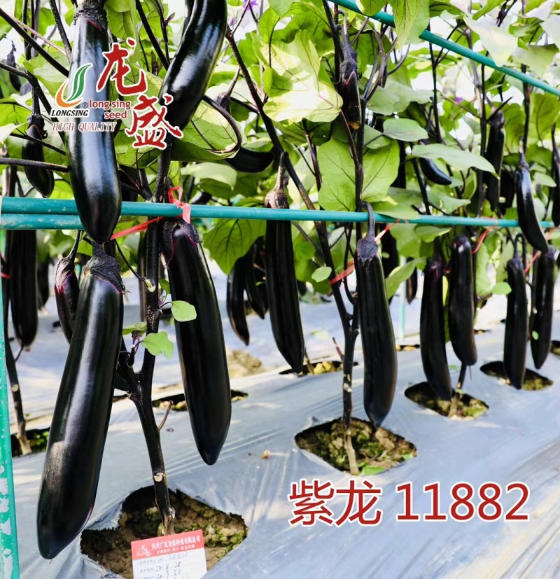 紫龙11882春秋两用茄子种子油黑亮丽黑长茄种子肉淡绿