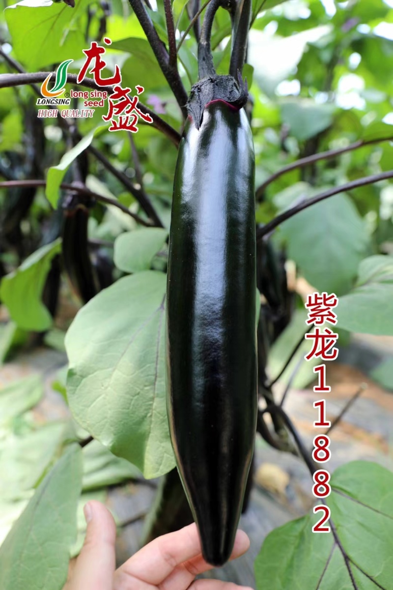 紫龙11882春秋两用茄子种子油黑亮丽黑长茄种子肉淡绿