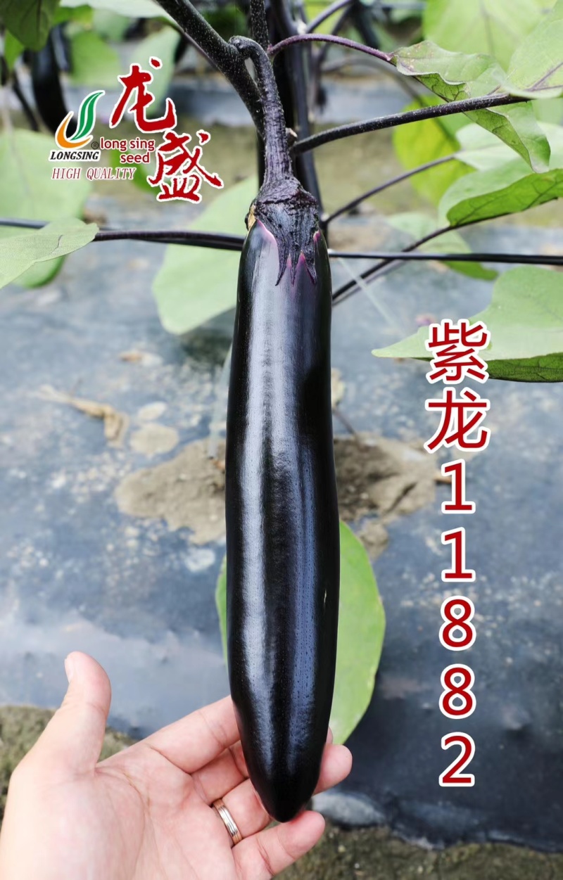 紫龙11882春秋两用茄子种子油黑亮丽黑长茄种子肉淡绿