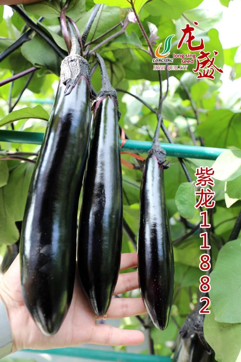 紫龙11882春秋两用茄子种子油黑亮丽黑长茄种子肉淡绿