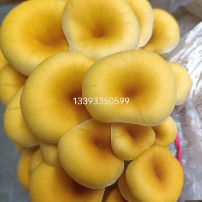 鲜榆黄蘑