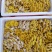 鲜榆黄蘑