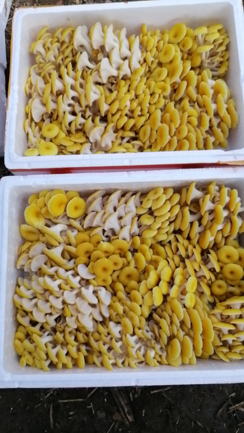 鲜榆黄蘑