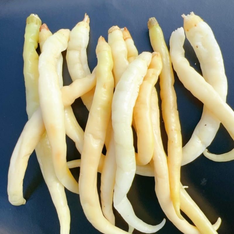 卜辣椒源头产地直供白辣椒扑辣椒精品下饭菜