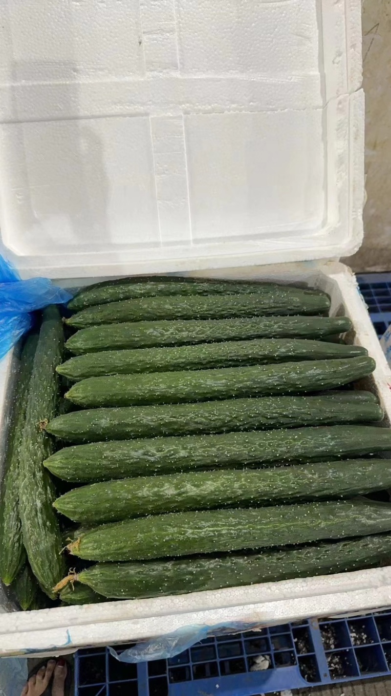【精品密刺黄瓜】货源充足，一手货源，品质保证，诚信经营。