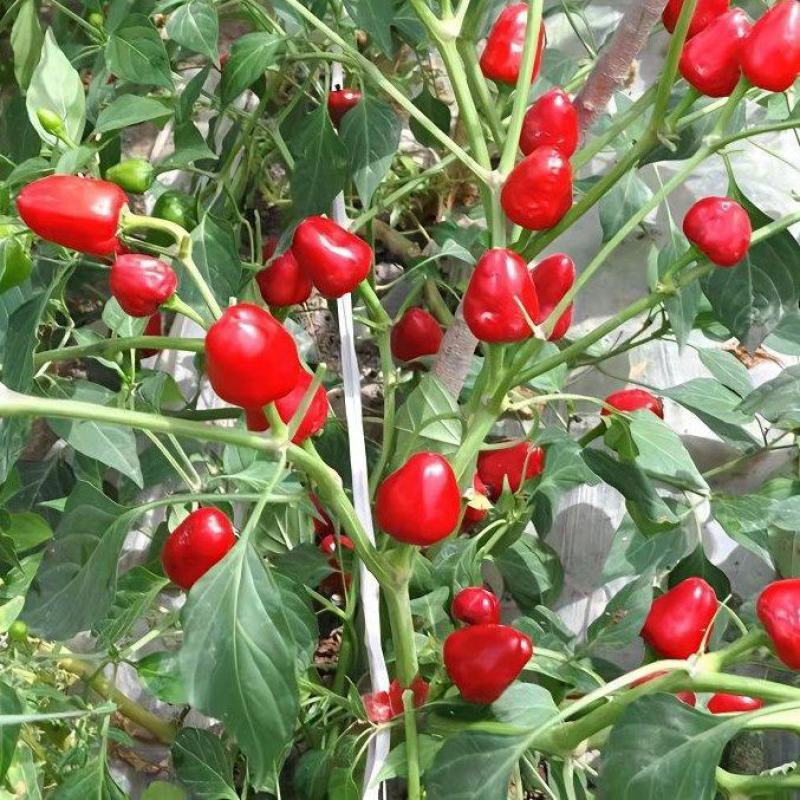 聚缘草莓椒辣椒种子高产抗病适合制干或泡椒菜园蔬菜