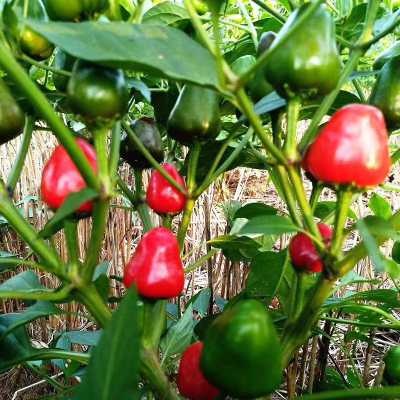 聚缘草莓椒辣椒种子高产抗病适合制干或泡椒菜园蔬菜