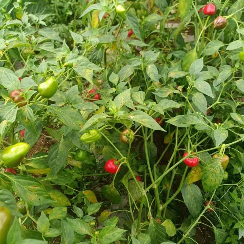 聚缘草莓椒辣椒种子高产抗病适合制干或泡椒菜园蔬菜