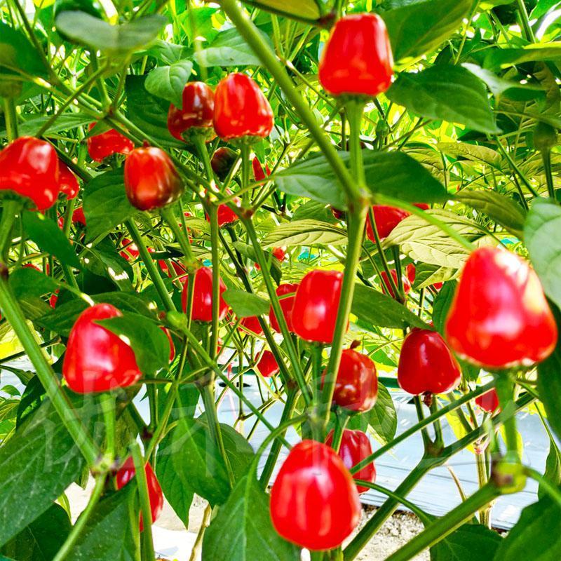 聚缘草莓椒辣椒种子高产抗病适合制干或泡椒菜园蔬菜